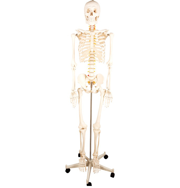 医学模型，男性全身骨骼模型